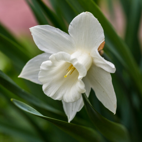 Daffodil Bulbs - Mount Hood